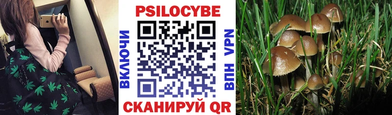 купить   mega вход  Галлюциногенные грибы GOLDEN TEACHER  Северск 